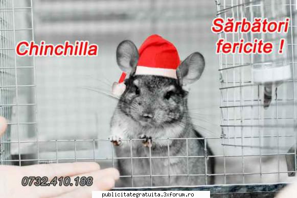 afacere chinchilla - O afacere pe timp de criza cu desfacere - Click