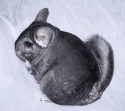 chinchilla pentru companie - george56 - Reclame gratuite, Cumparare, Reclame, publicitate, anunturi, cereri - oferte